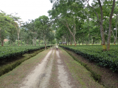 Tea plantation in Assam.