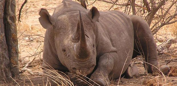 Following heavy poaching in recent years, only 750 rhinos remain in Zimbabwe.