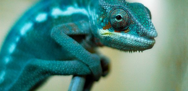 Effective global leaders are vigilant chameleons. They understand the full context of their international location and blend into their new environments.