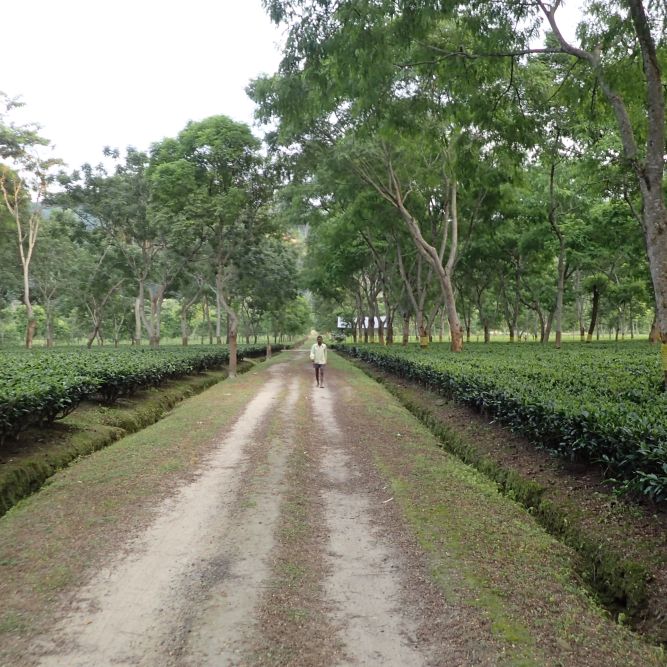 Tea plantation in Assam.
