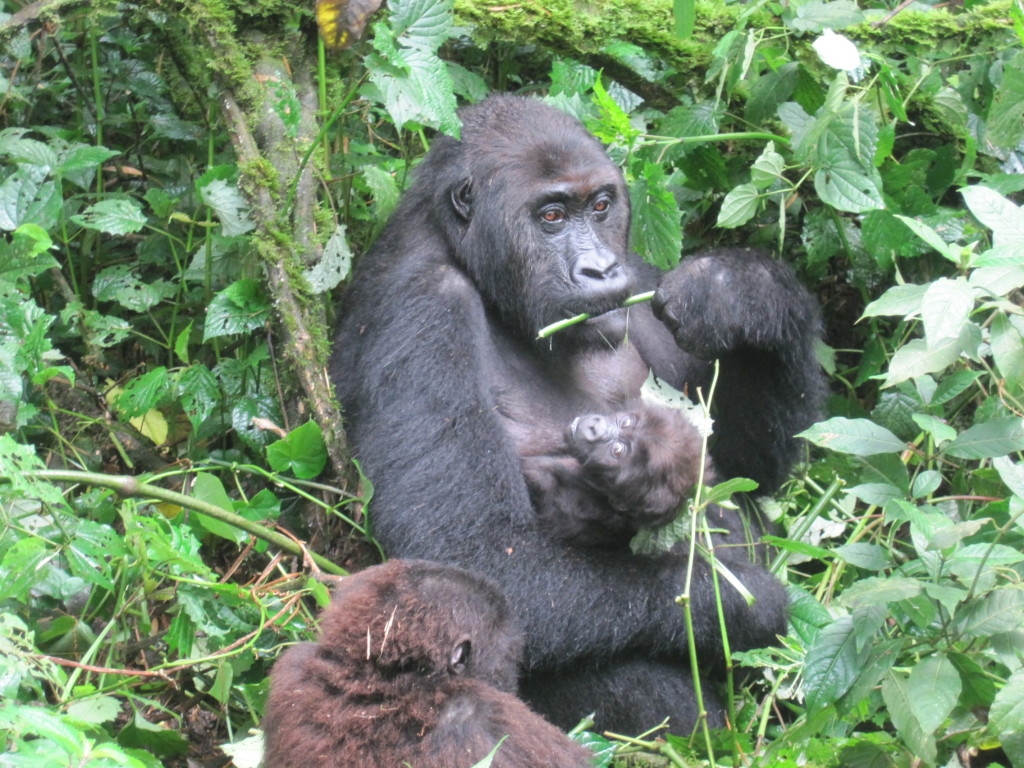 Up-close shot of gorillas during Terry’s tour in the Bukavu mountains.  