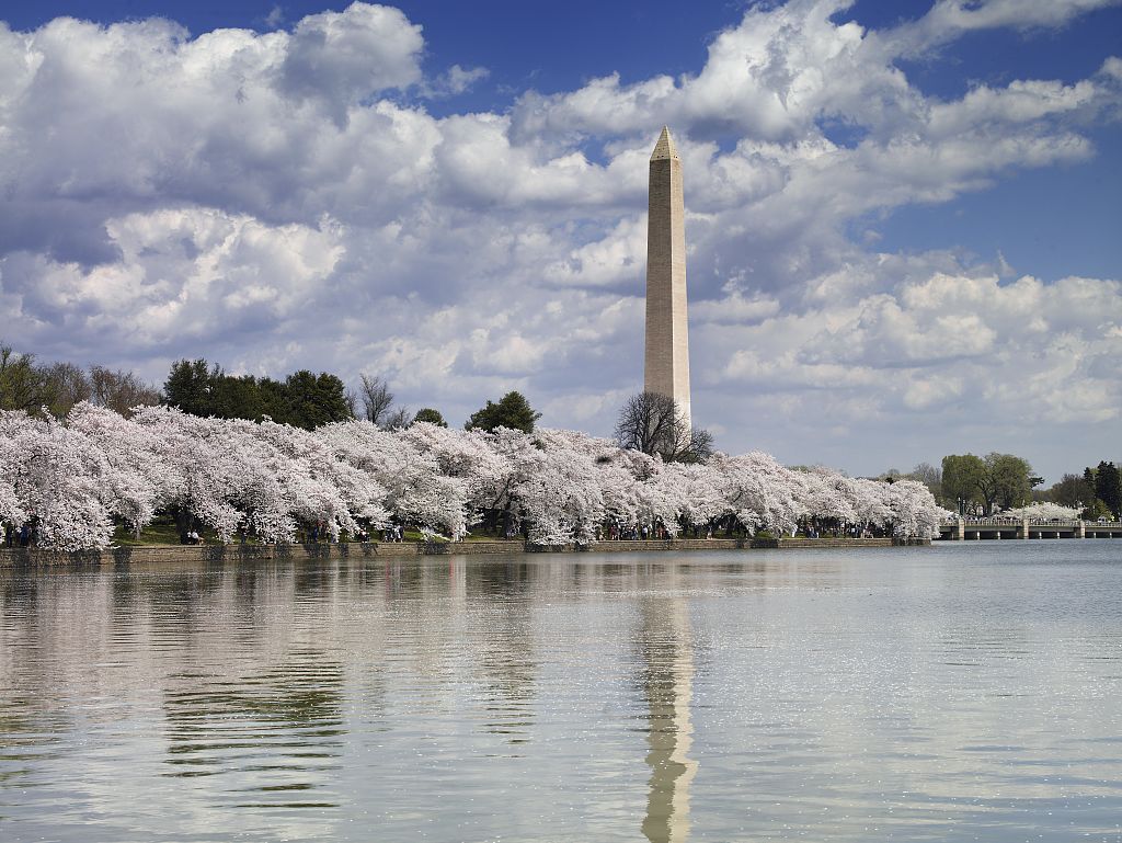 The Washington Monument, Washington, D.C,, surrounded by blooming cherry trees. Photo by Carol Highsmith, April 2007/Courtesy of the Library of Congress 